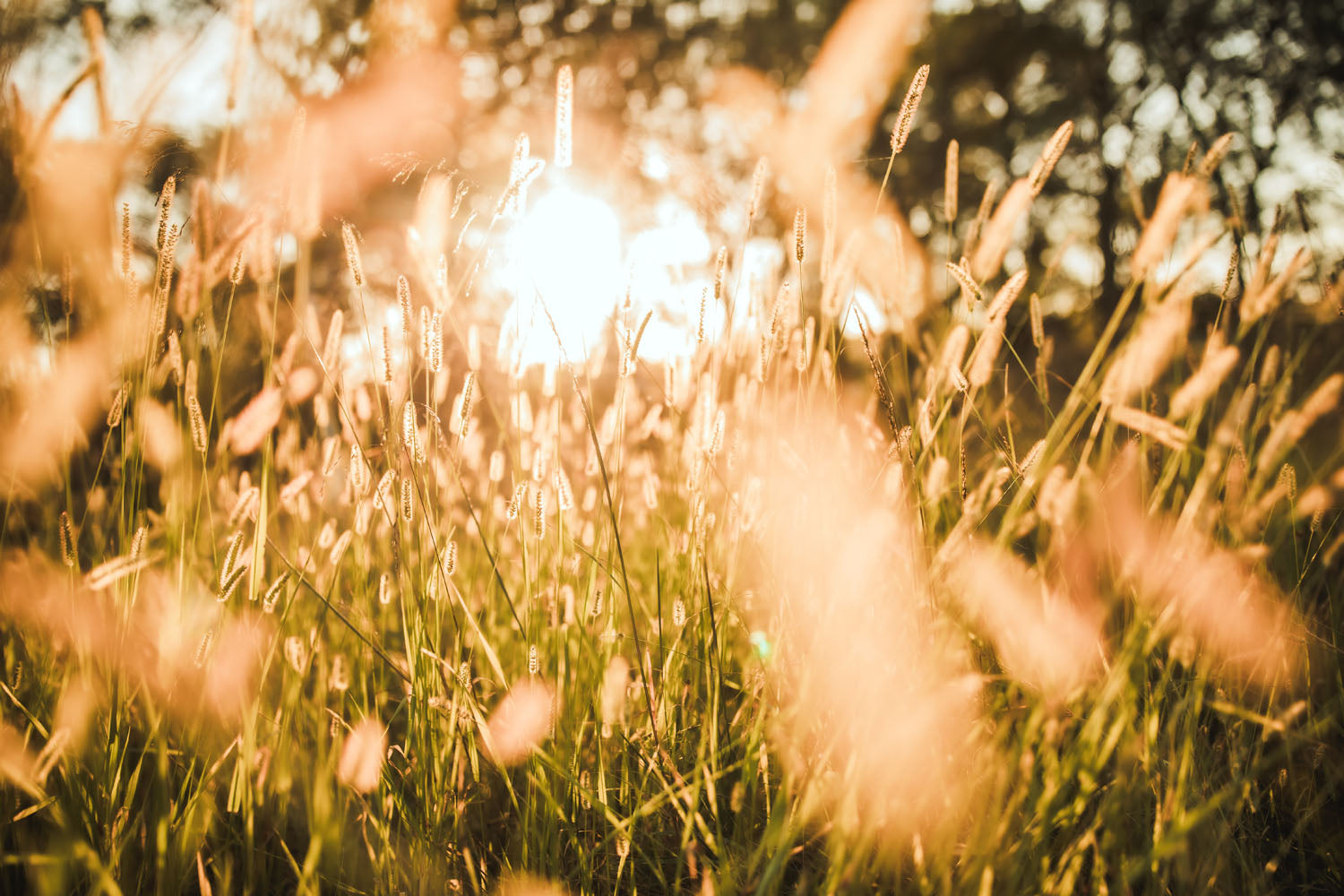 Close up photo of Nebraska grass on a warm summer night during golden hour.